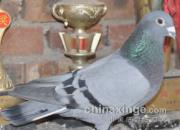 �ϱ������������ҵĹ�Ѫ�ϸ�(ͼ)