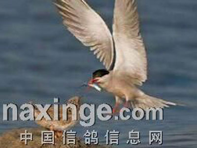 �ҵ�ĸ�װ���ѵ��