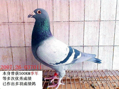 �ָ뿪�ҵ�ì��(ͼ)