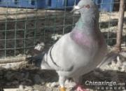 �������� ��ǰ��������(ͼ)