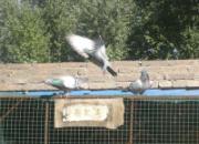 �＾Ԥ���ȸ�鳲���ʼ�¼(ͼ)