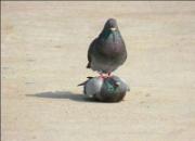 ������ӽС�������