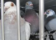 �Բ���������� ������û