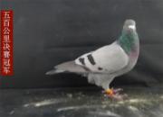 ������������Ƶ��Ŀ�����ɹ����Ź����׽칫����ר��