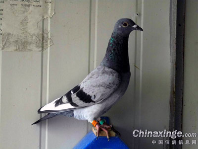 �͹����׸�����ȴ�ɹ�����(ͼ)