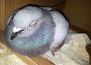 �˲����� �ھ�֮;�ྣ��