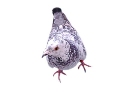 ��ֻǧԪ�Ÿ롰�׷ɡ�ȫʧ��(ͼ)