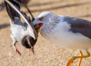 ������Ÿ��ʳ���� ����С���(ͼ)