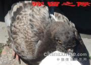 ���������ڽ�ͷ �й�����������(ͼ)