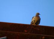 ��ѵ�����벻���� �ɼ�ȫ����