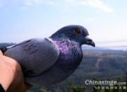 ��������������(ͼ)