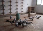 ι���ǰ�ʳ�� ��鳲�����Ƿ�(ͼ)