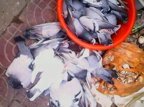 �����Ź鳲 �������á����(ͼ)