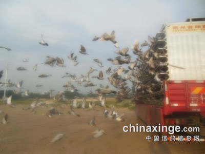 �շѺ��������鳲��һ�� �����˸��˷�