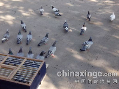 ��ɢ���롱����˫��(ͼ)