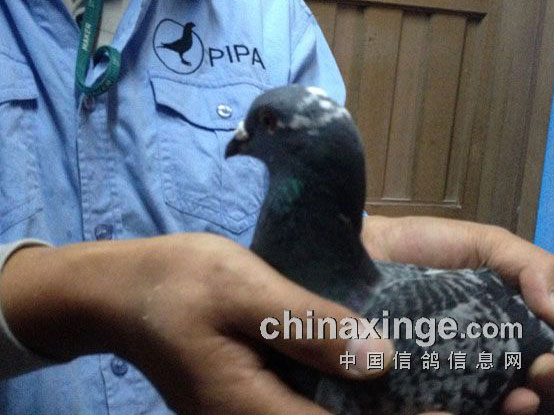 ��ӥ�Ĺء���άȦ����������(ͼ)