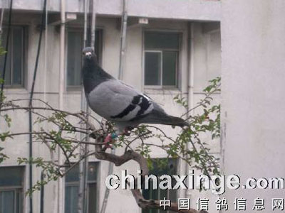 ������������������鳲�������