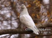 ��������Ҳ���