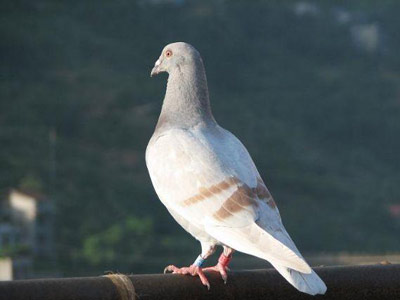 �����������ܽ᣺�ر�Ϊ�β���