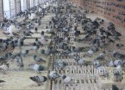 �߽����򸣹���(ͼ)