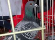 лл���ţ�Ϊ�ĸ�ȵ�������(ͼ)