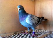 ����259��500�����رȵ��ﴳ��(ͼ)