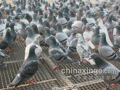 ����550���ﵱ�չ鳲232��(ͼ)