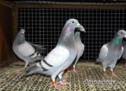 �ٽ����� ����ȴ�Գ�������(ͼ)