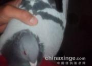 ������ֱ������ �������ɹ�(ͼ)