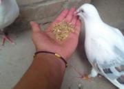 ����������ʰ�븸���������(ͼ)