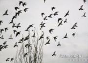 �ҷɺû��� ����ʱ��û����(ͼ)