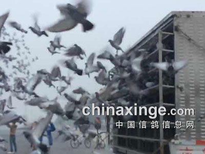��ɫ��������������ᵱ�չ鳲�ҵ�