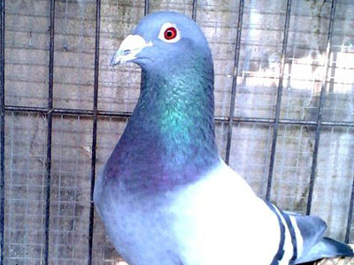 ͸�����ۿ��Ÿ�(��)