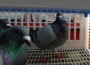 һ���رȵľ�������11�γٹ�(ͼ)