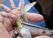 ��ë�š������㻷Ϊ���ȡ�(ͼ)