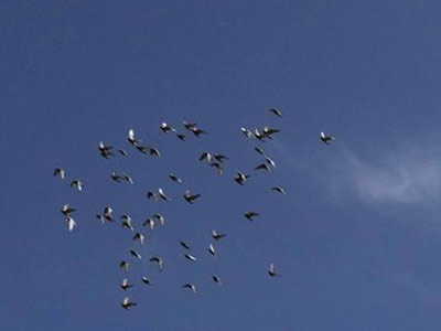 ���Ŵ���˵����챻��ѵ�ɷ�����