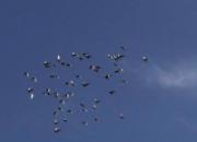 ���Ŵ���˵����챻��ѵ�ɷ�����