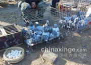 �����ʯ���ӳ����г�(ͼ)