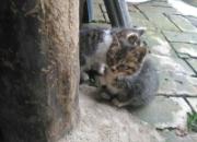 �����⡰����͵ ��������ǣ��(ͼ)