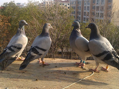 ͬһ�Ѹ� ���զ��ô��