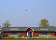 ��ӥ�Ĺظ��������Ĺع鳲˲��(ͼ)