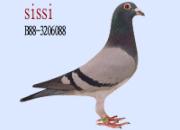 ��˿˿�����Σ������Ϯ��˵