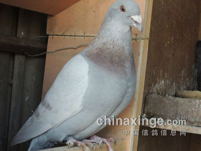 �ٲ������긴�� �ջ�����(ͼ)