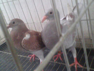 ������ʧ�� ������������(ͼ)