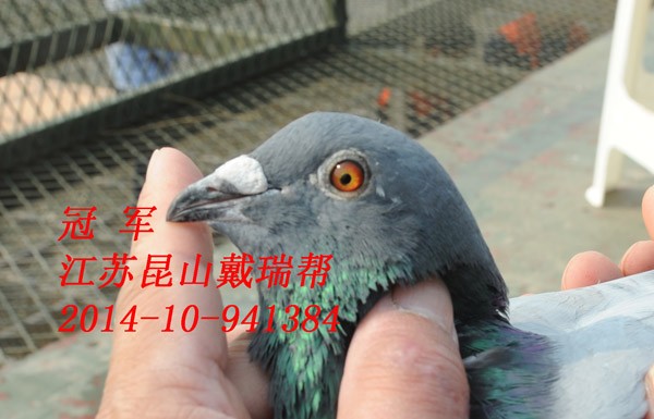 ���״���ħ�䣺�Ϻ��ƽ𺣰���������ǰʮ��(ͼ)