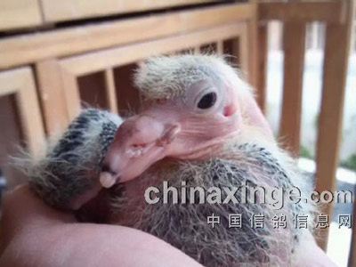 �׸�ʱ����������ʯ�壿