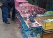 �Թ�Ѫ���������ե�ֻ����г�(ͼ)