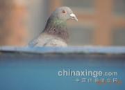 ����񽱡�����ĵá�(ͼ)