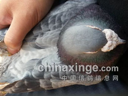 ͼ�⣺�������ۡ����в�����