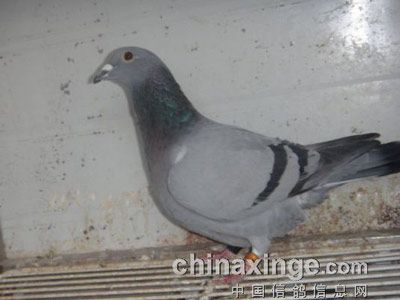 �ھ������㣺��ɡ�һ��Ѫ��(ͼ)